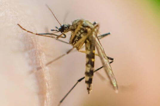 A mosquito biting human skin, symbolizing the spread of the Chikungunya virus in China.